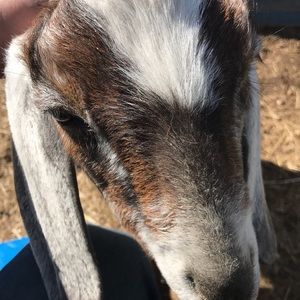 Meet your Posher, Jake